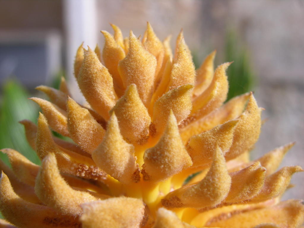 Finca Son Josep De Baix Calas de Mallorca Exteriér fotografie