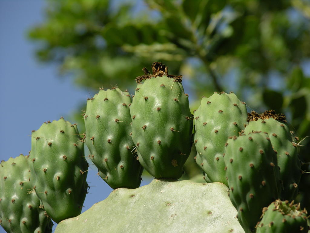 Finca Son Josep De Baix Calas de Mallorca Exteriér fotografie